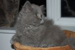 British Longhair in a basket